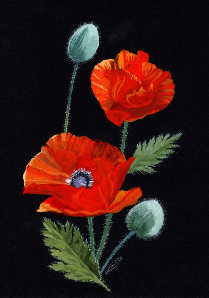 ‘Poppies’ on black cartridge paper 11” x 8”